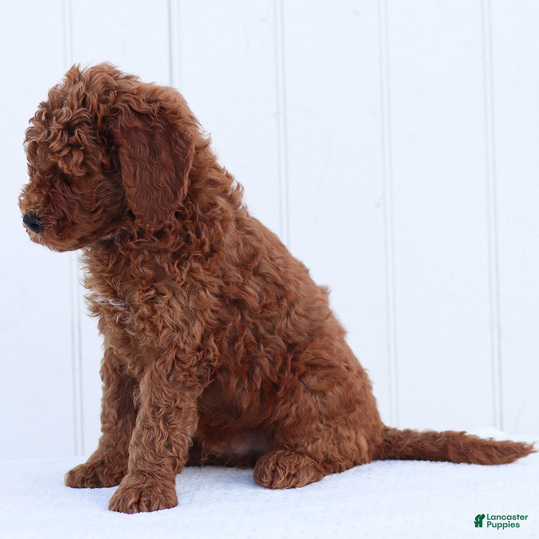 Standard Poodle dogs for sale: Reul - Image 5