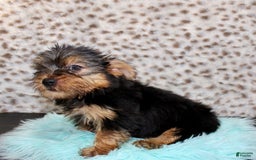 Yorkshire Terrier dogs for sale: Tatum - Image 2