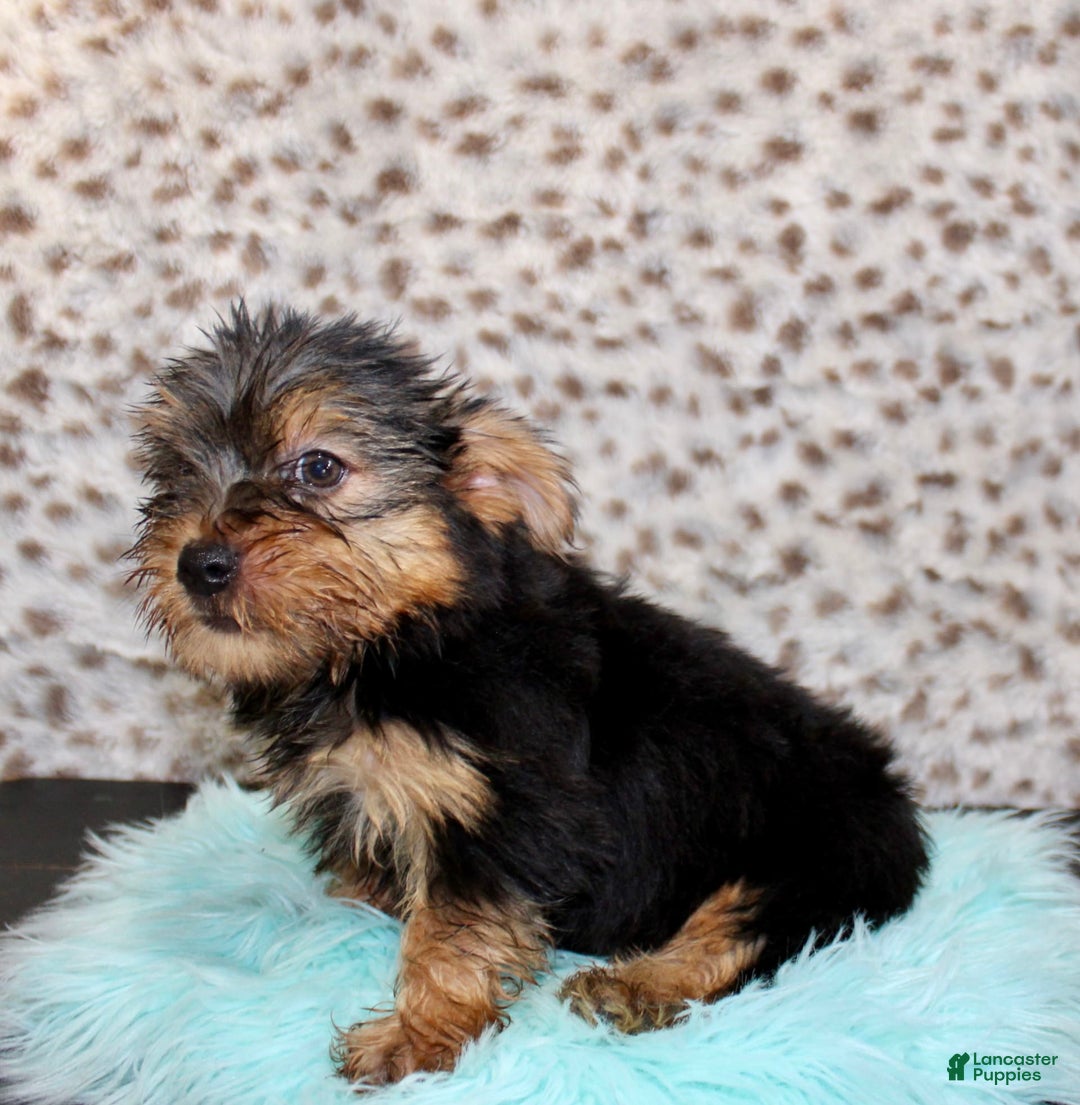 Yorkshire Terrier dogs for sale: Tatum - Image 2