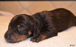 Dachshund dogs for sale: Betsy Ross - Image 1
