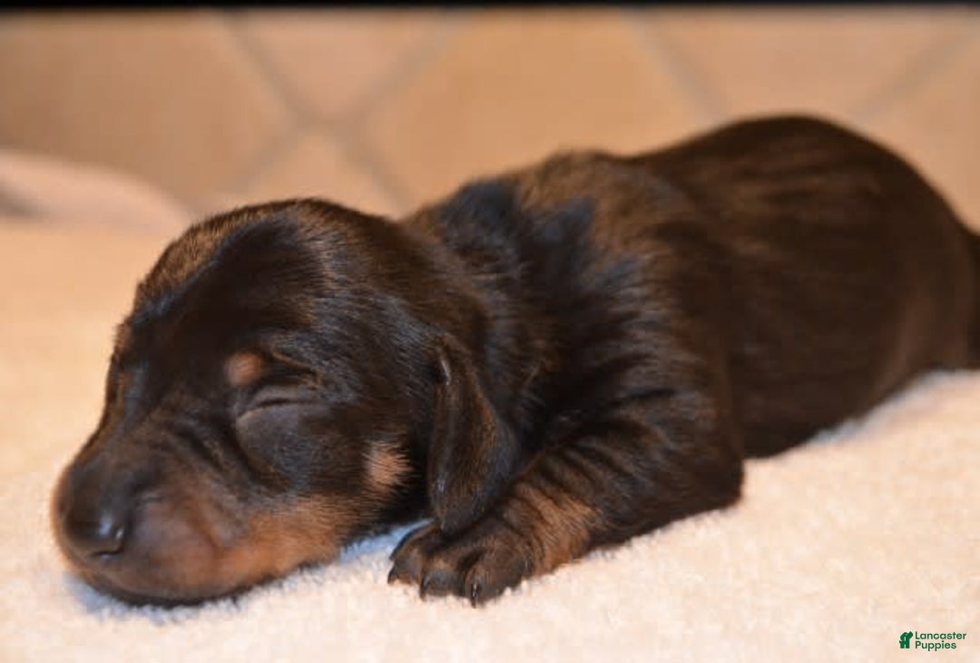 Dachshund dogs for sale: Betsy Ross - Image 1