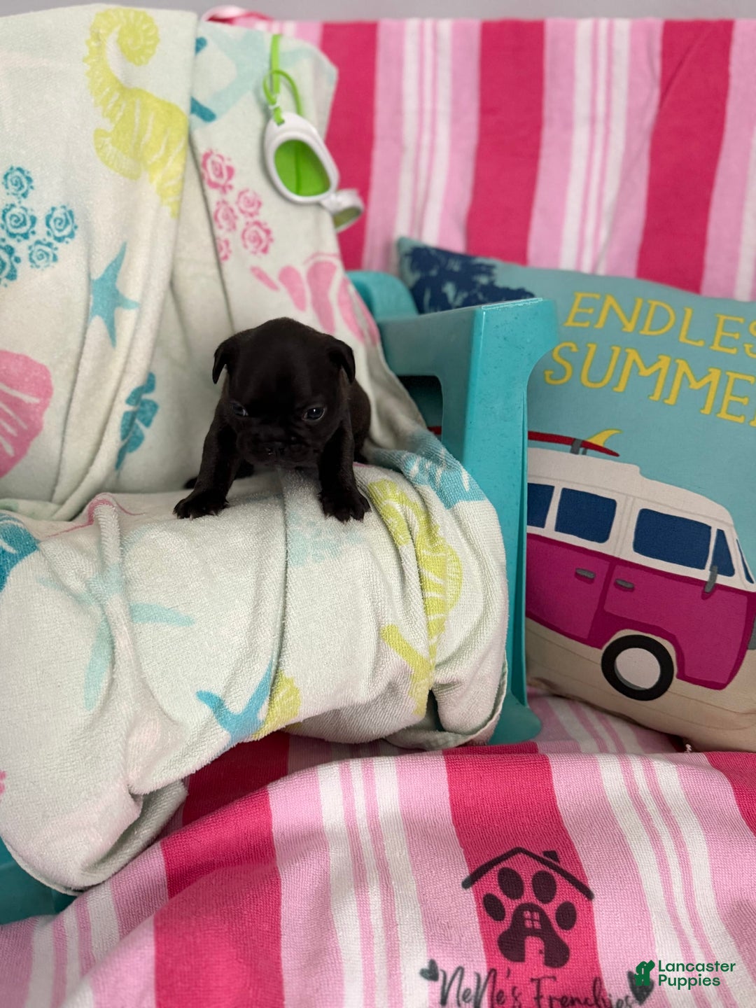 French Bulldog dogs for sale: Akc Black W Sable Overtones - Image 15