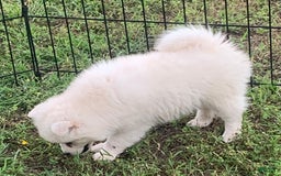 Alaskan Klee Kai dogs for sale: Snowy Boy Titan - Image 4