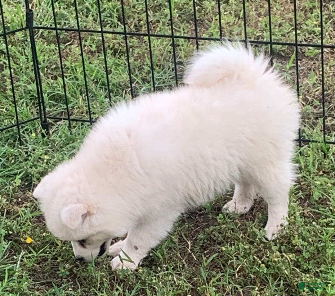 Alaskan Klee Kai dogs for sale: Snowy Boy Titan - Image 4