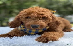 Goldendoodle dogs for sale: Chuy - Image 2
