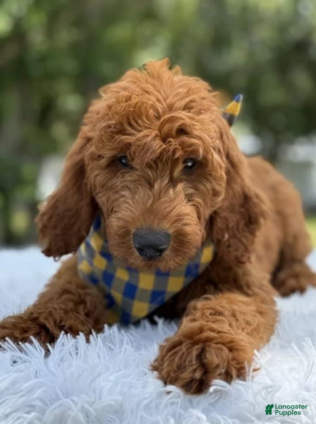 Goldendoodle dogs for sale: Chuy - Image 2