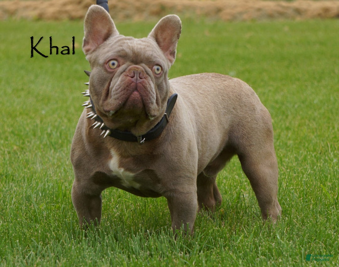 French Bulldog dogs for sale: Leo - Image 9