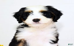 Mini Bernedoodle dogs for sale: Dawn - Image 9