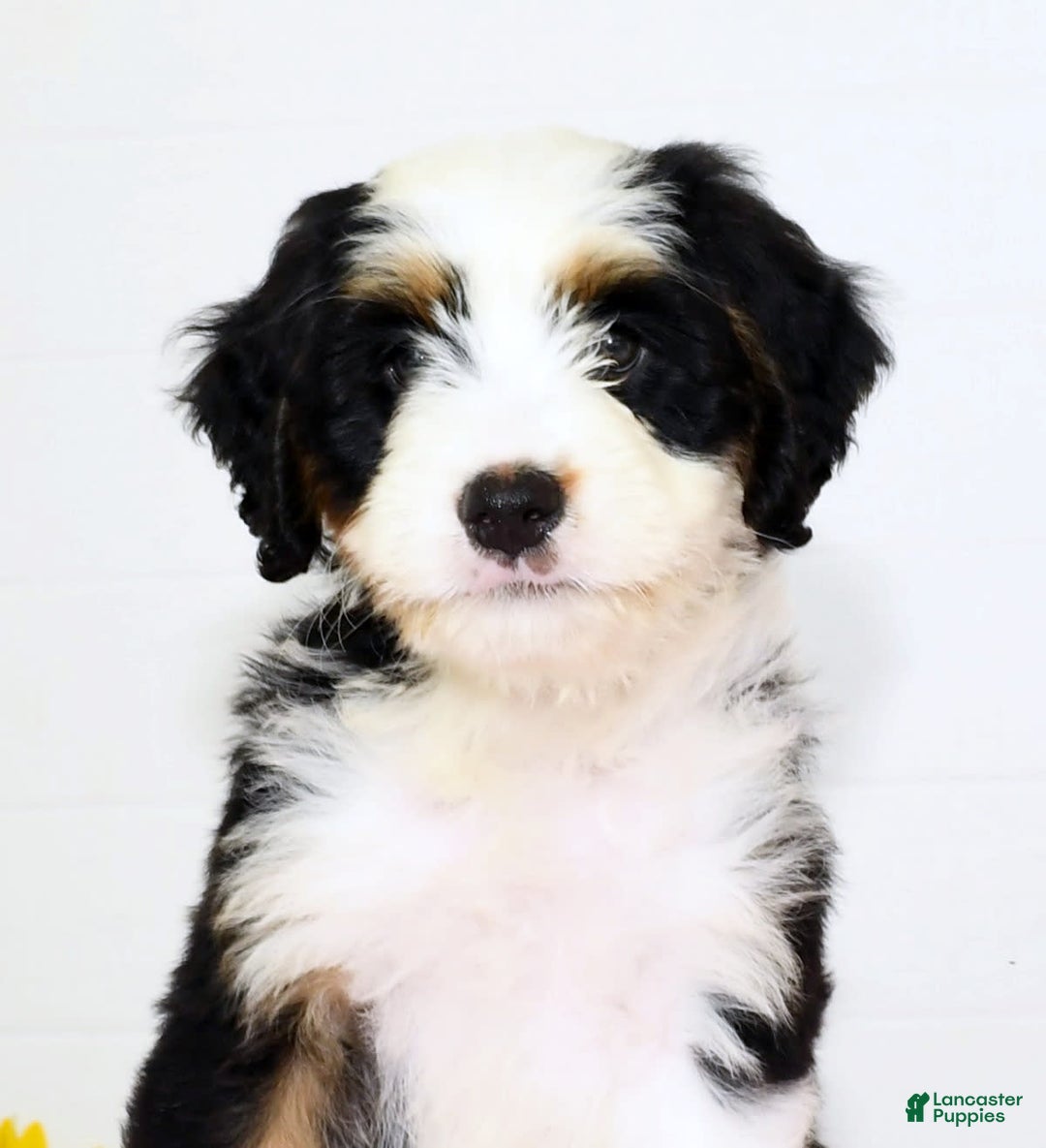Mini Bernedoodle dogs for sale: Dawn - Image 9