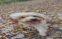 Mini Goldendoodle dogs for sale: Cupcake - Image 6