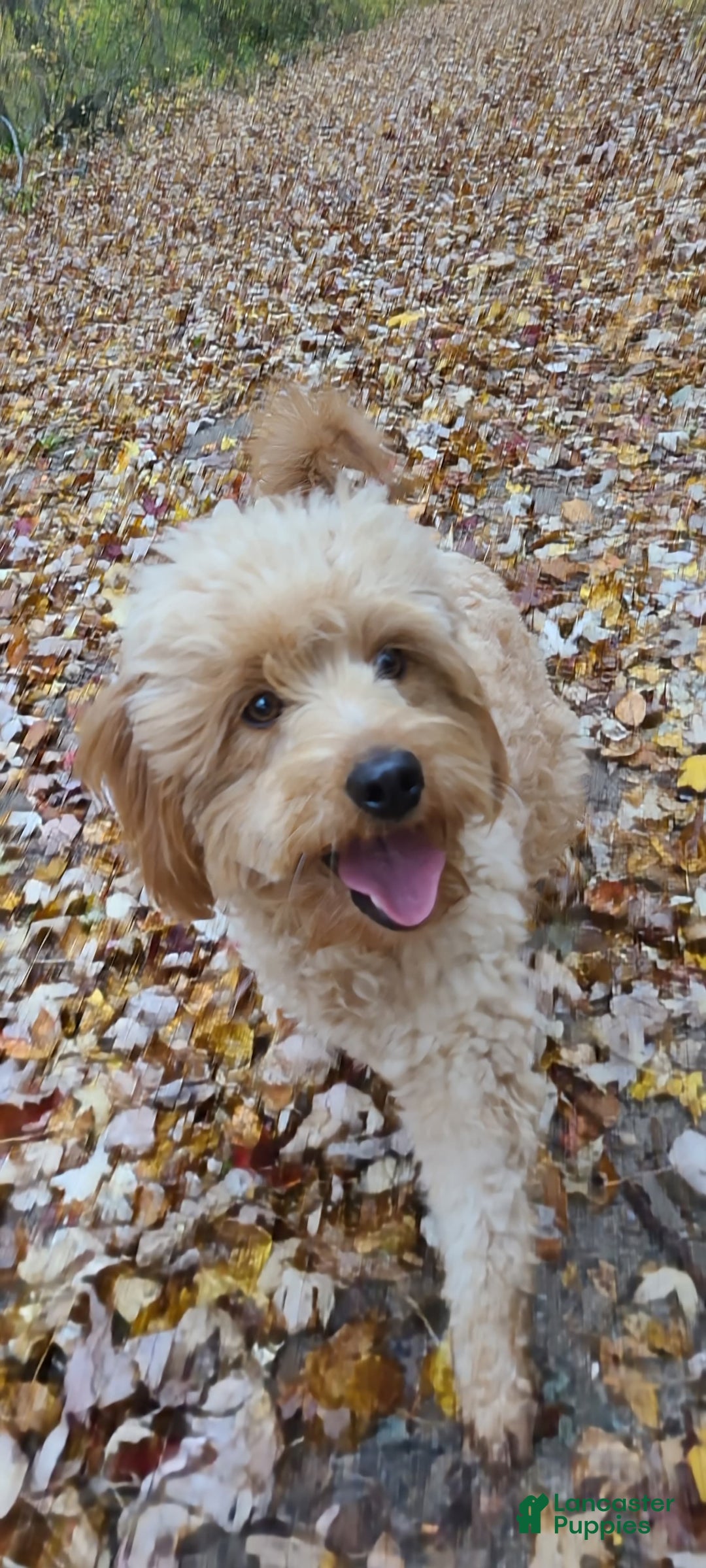 Mini Goldendoodle dogs for sale: Cupcake - Image 6