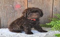 Havapoo dogs for sale: Robin - Image 4