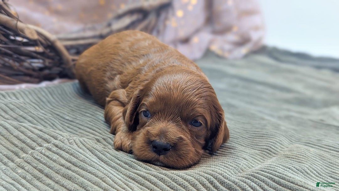 Cavapoo dogs for sale: Zeus - Image 3