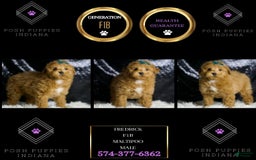 Maltipoo dogs for sale: Fredrick - Image 3