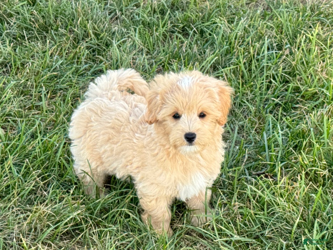 Maltipoo dogs for sale: Kobe - Image 10