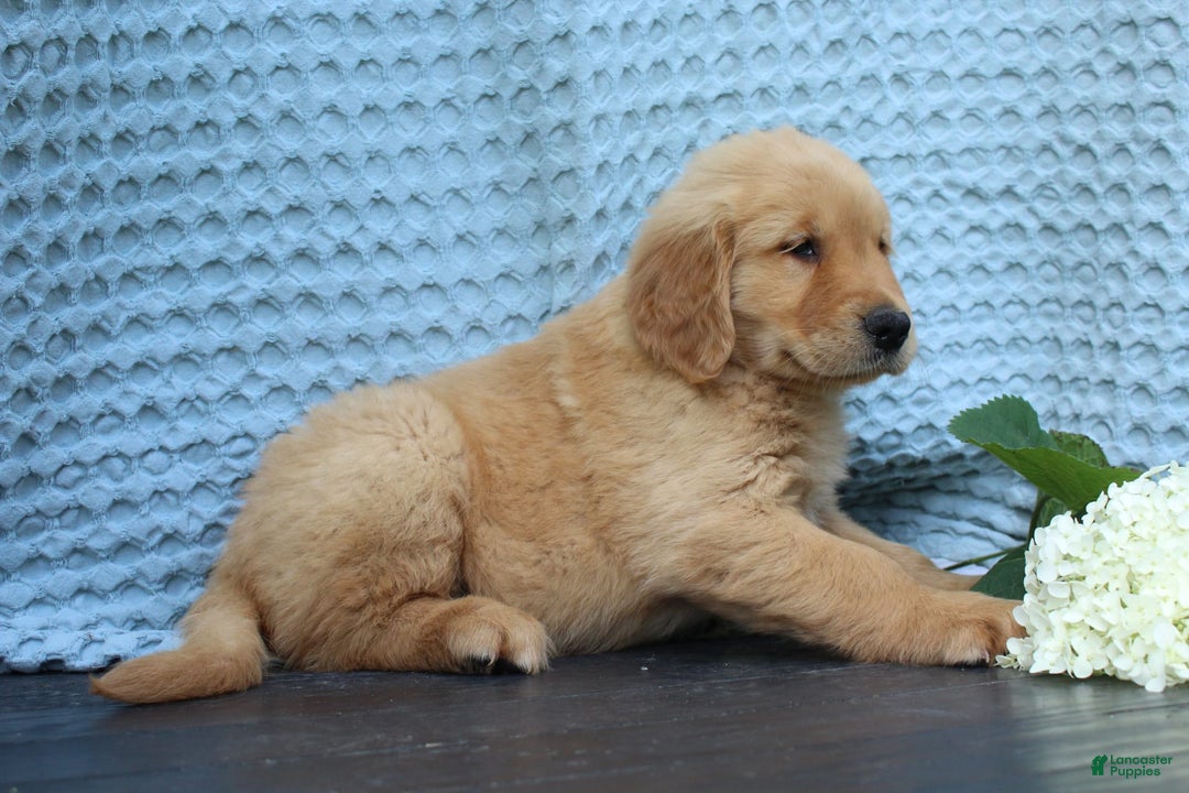 Golden Retriever dogs for sale: Trouble - Image 1