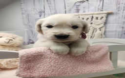 Golden Retriever dogs for sale: Lacy - Listing for pets: Lacy - Image 2