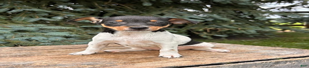 Stella