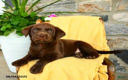 Labrador Retriever dogs for sale: Whiskey - Image 3