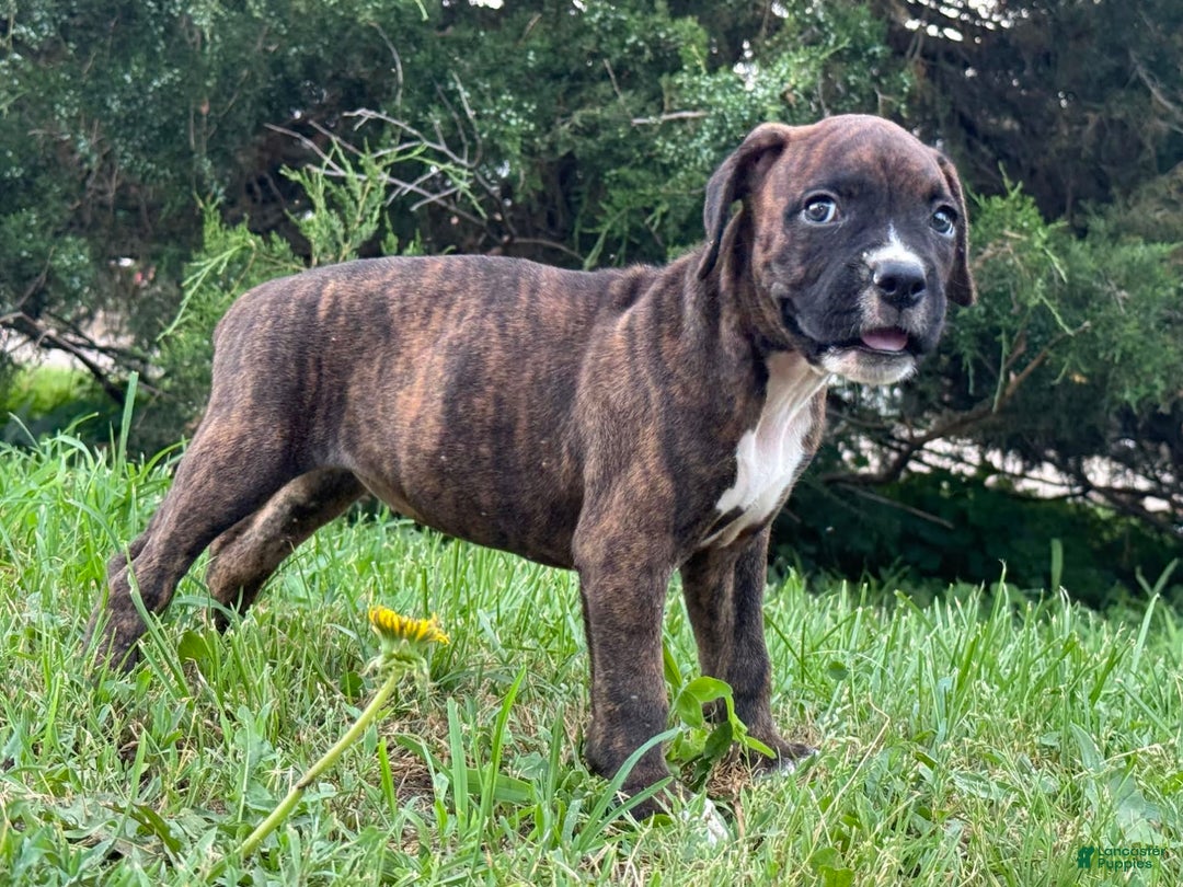 Boxer dogs for sale: Glitchen - Image 2