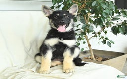 Gerberian Shepsky dogs for sale: Muffin - Image 4