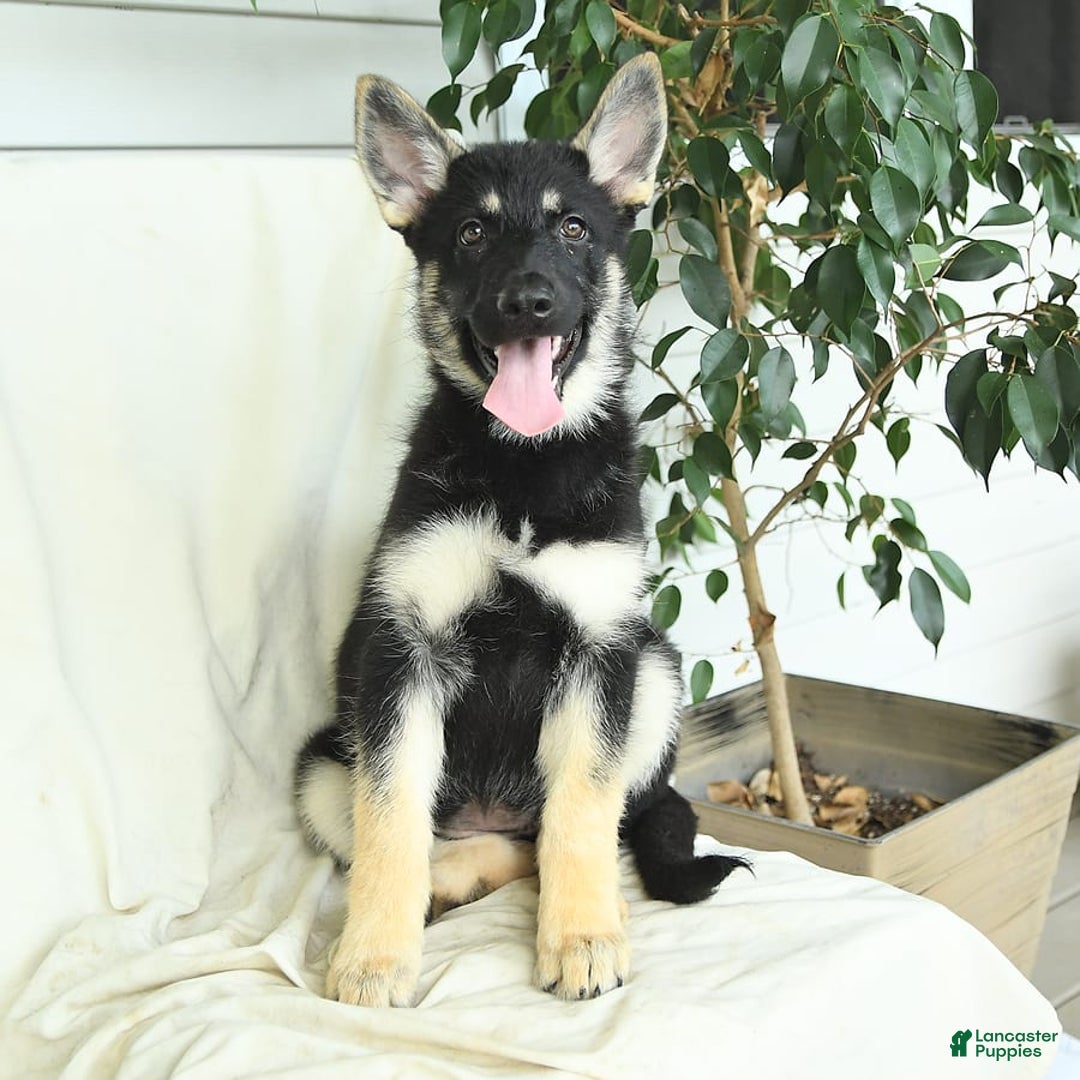 Gerberian Shepsky dogs for sale: Muffin - Image 4