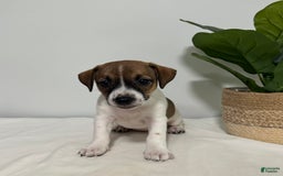 Jack Russell Terrier dogs for sale: Bella - Image 3