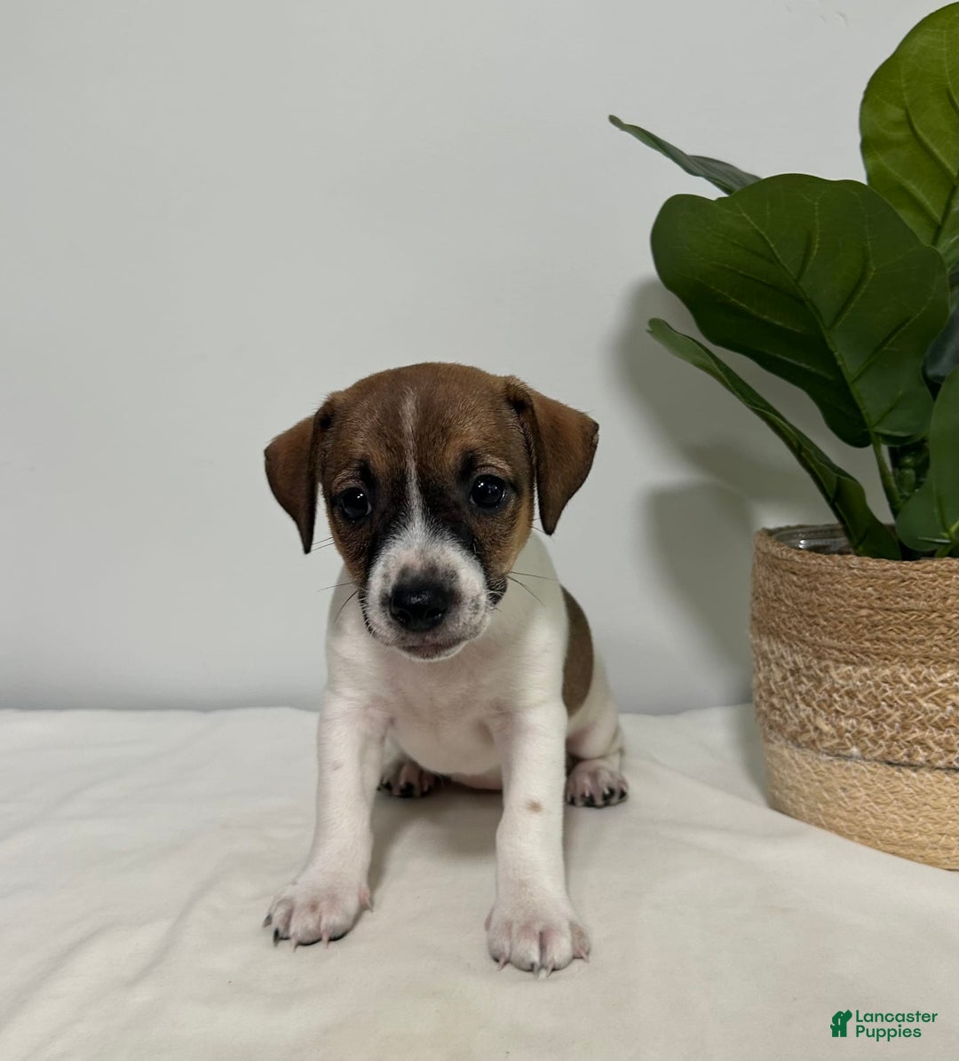 Jack Russell Terrier dogs for sale: Bella - Image 3