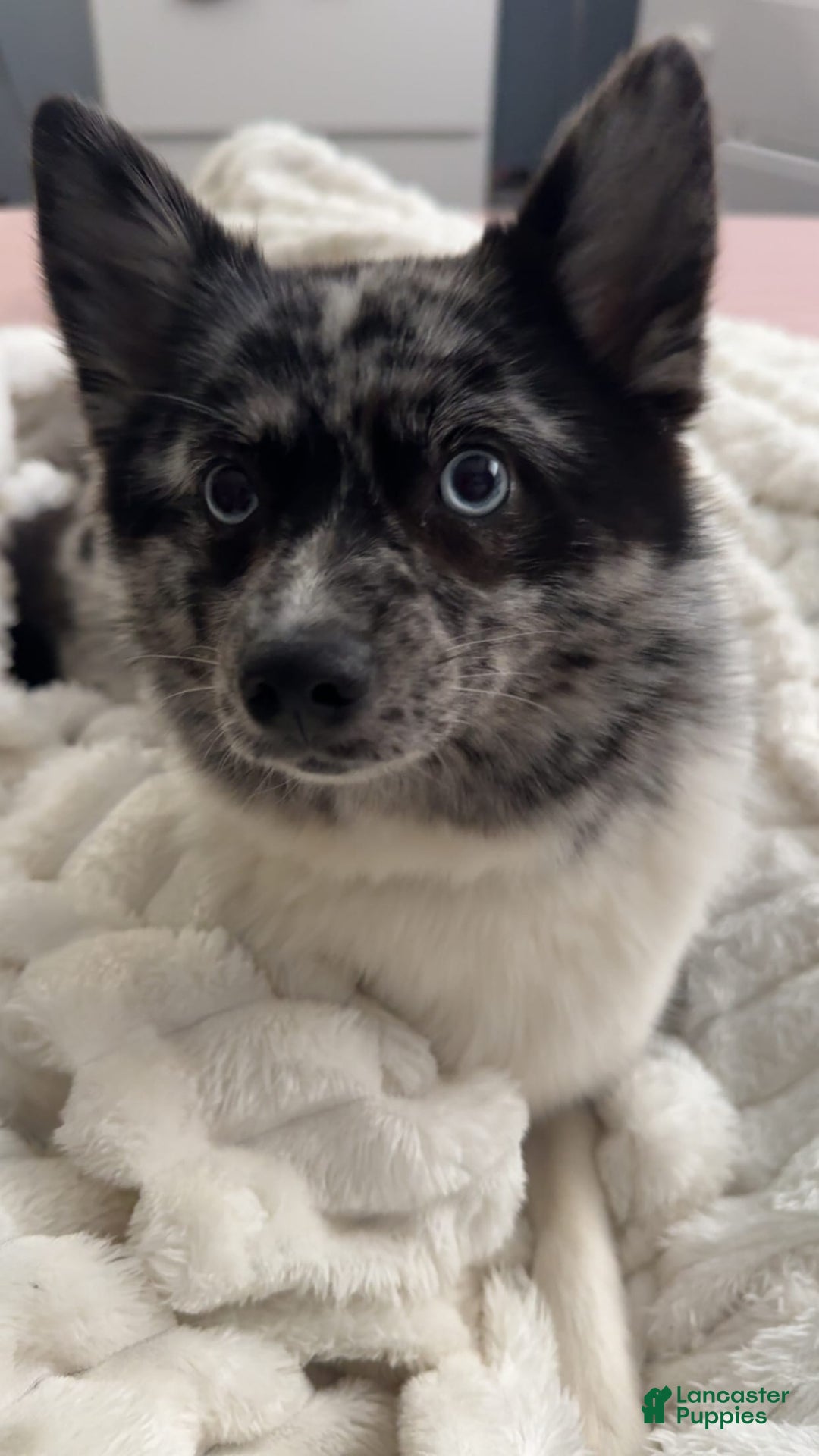 Pomsky dogs for sale: Gizmo - Image 4
