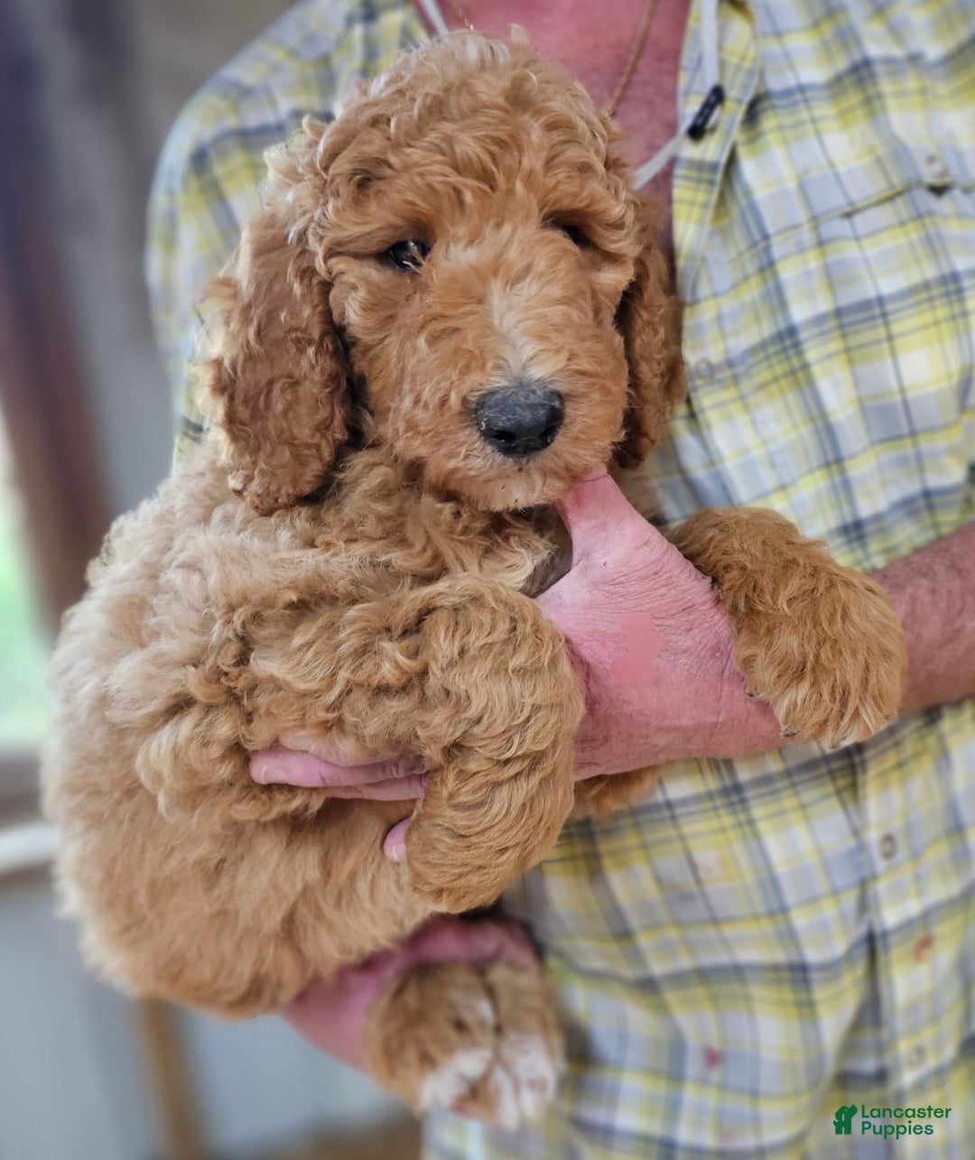 Standard Poodle dogs for sale: Standard Poodle Ma - Image 9