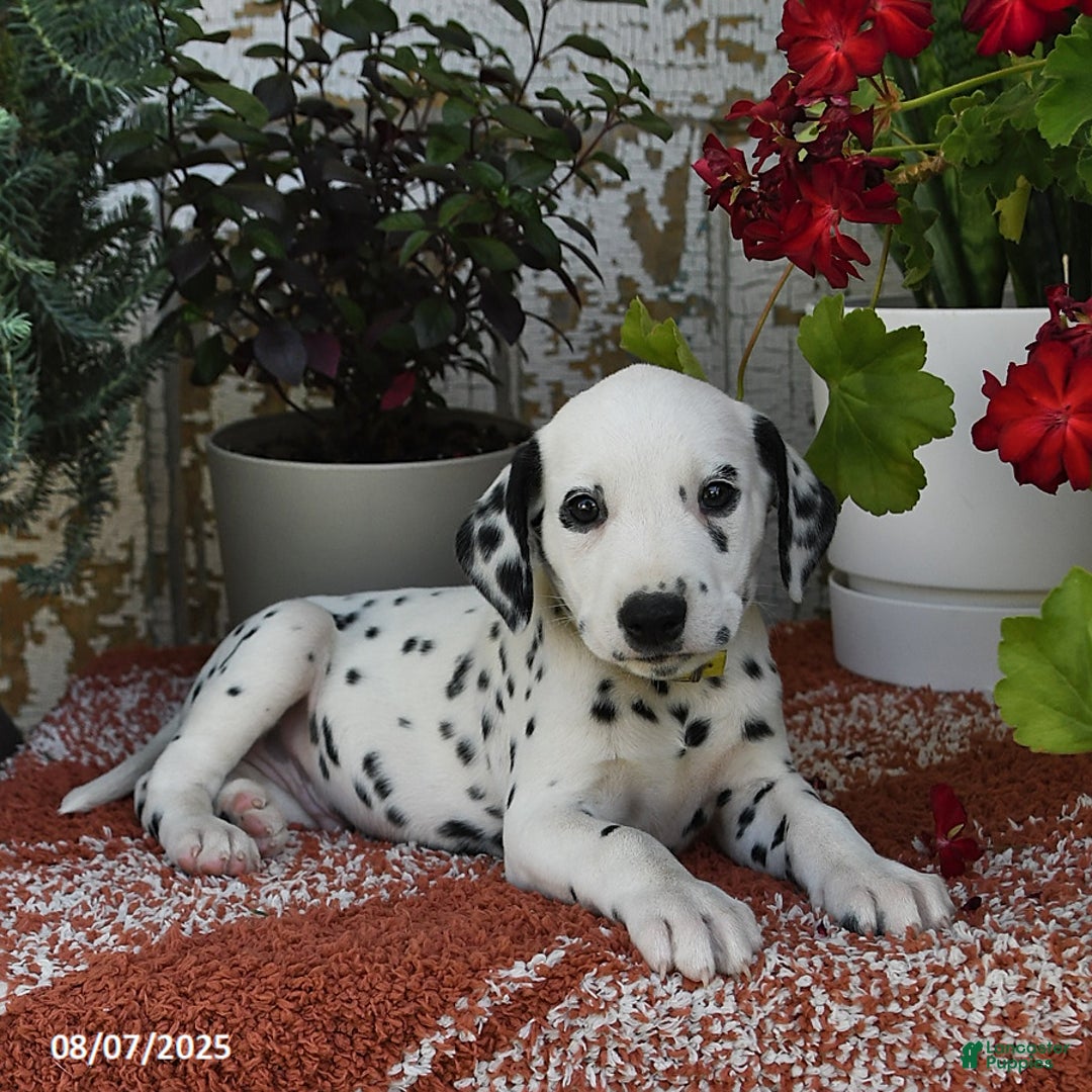 Dalmatian dogs for sale: Ike - Image 5