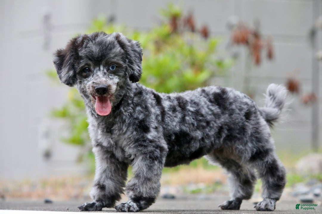 Havapoo dogs for sale: Poppy - Image 14