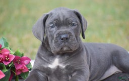 Cane Corso dogs for sale: Reba - Image 2