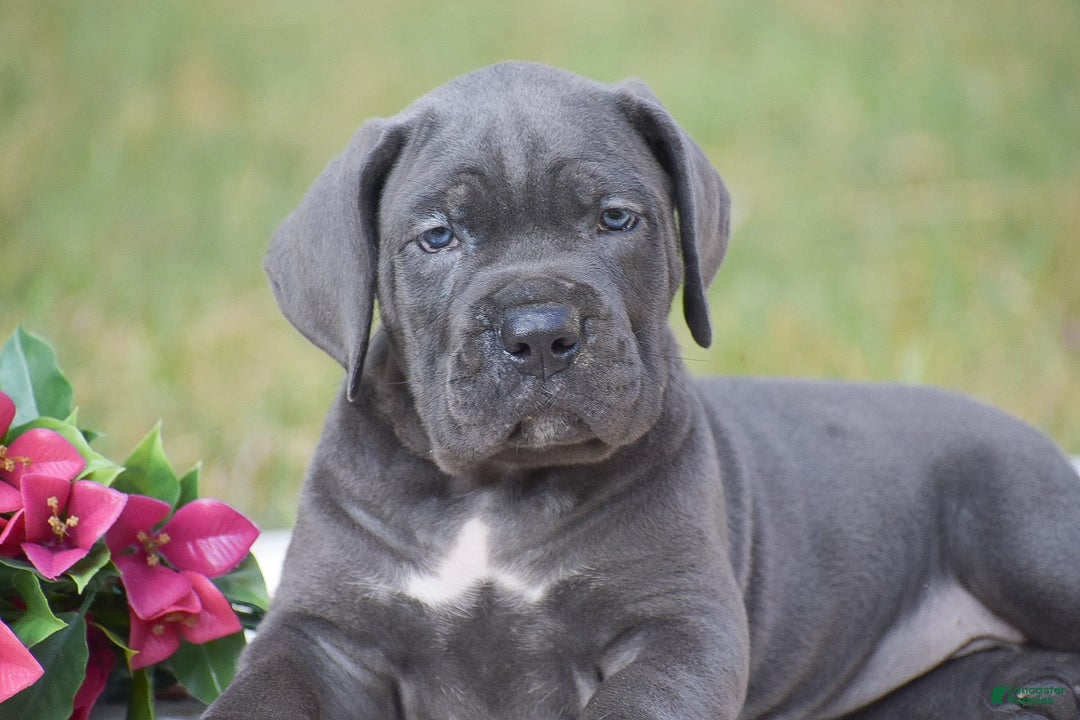 Cane Corso dogs for sale: Reba - Image 2