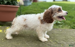 Cavapoo dogs for sale: Freddie - Image 2