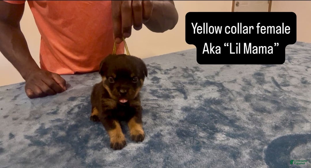 Rottweiler dogs for sale: Yellow Collar - Image 1
