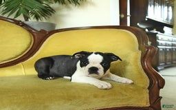 Boston Terrier dogs for sale: Happy - Image 10