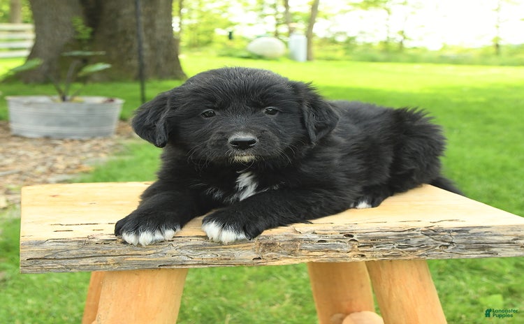 Australian Shepherd dogs for sale - Ad 2
