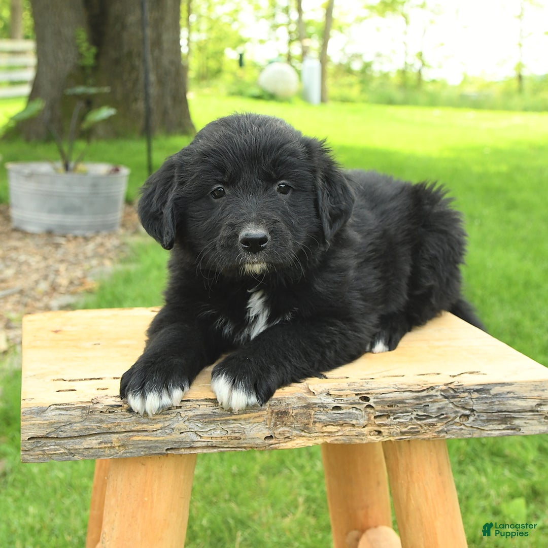 Australian Shepherd dogs for sale: Bella - Image 1