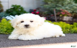 Maltipoo dogs for sale: Maltipoo 8 puppies - Image 9