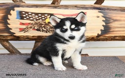 Siberian Husky dogs for sale: Rowdy - Image 5