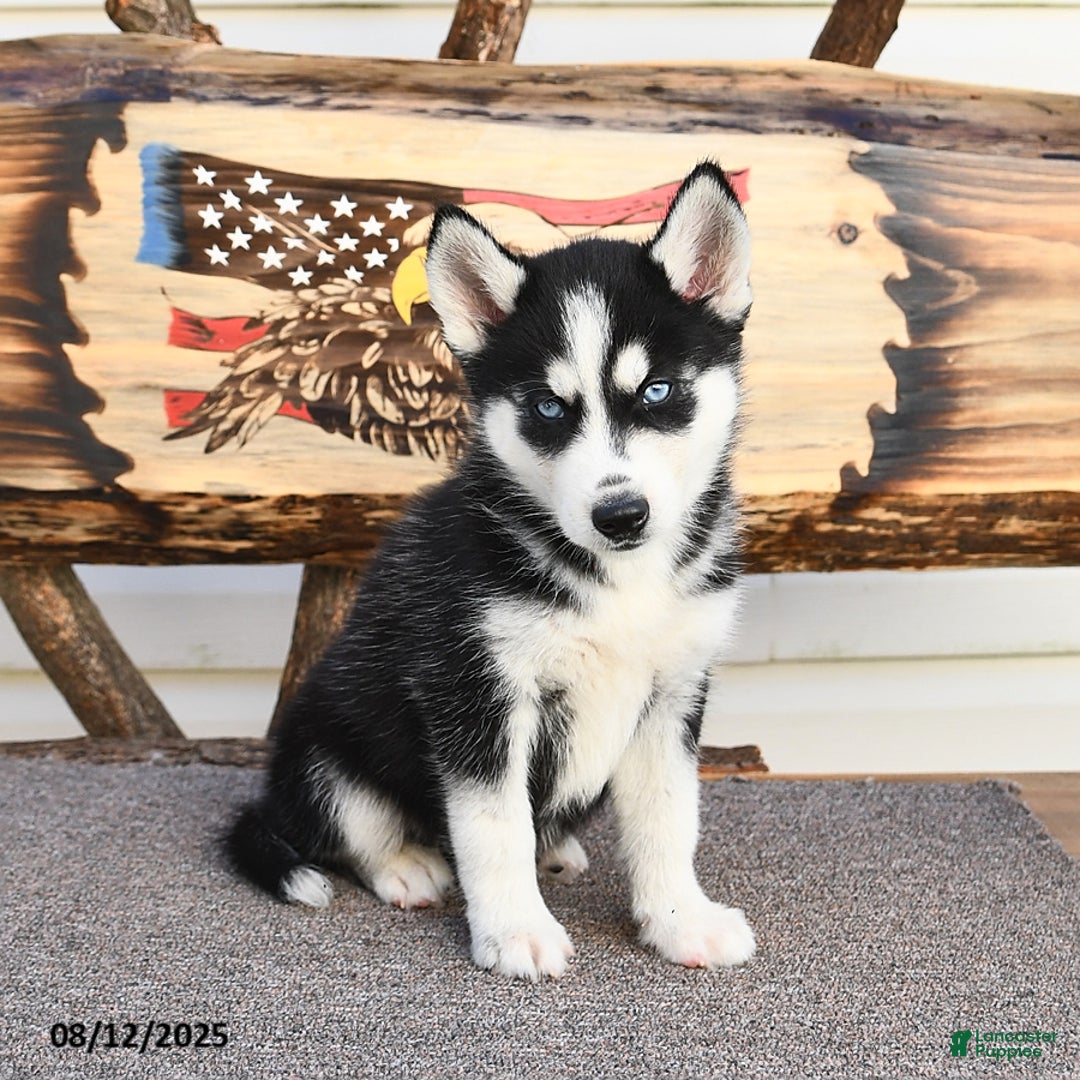 Siberian Husky dogs for sale: Rowdy - Image 5