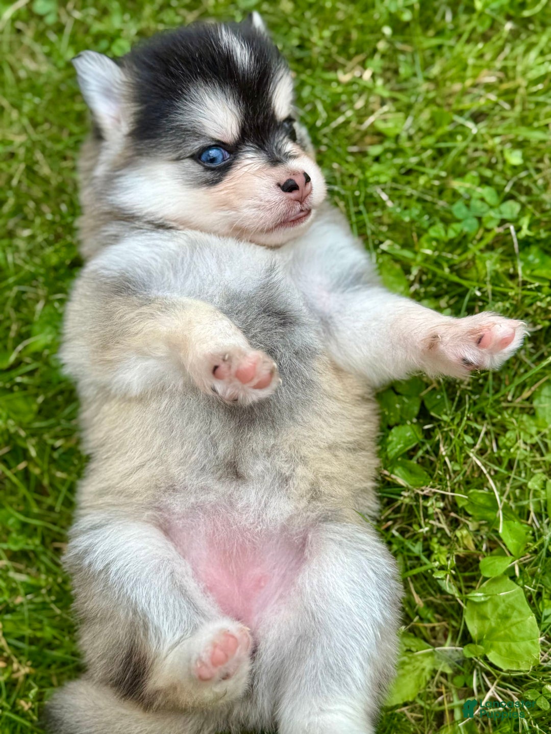 Pomsky dogs for sale: Selene - Image 10