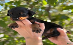 Doberman Pinscher dogs for sale: Green Collar - Image 10