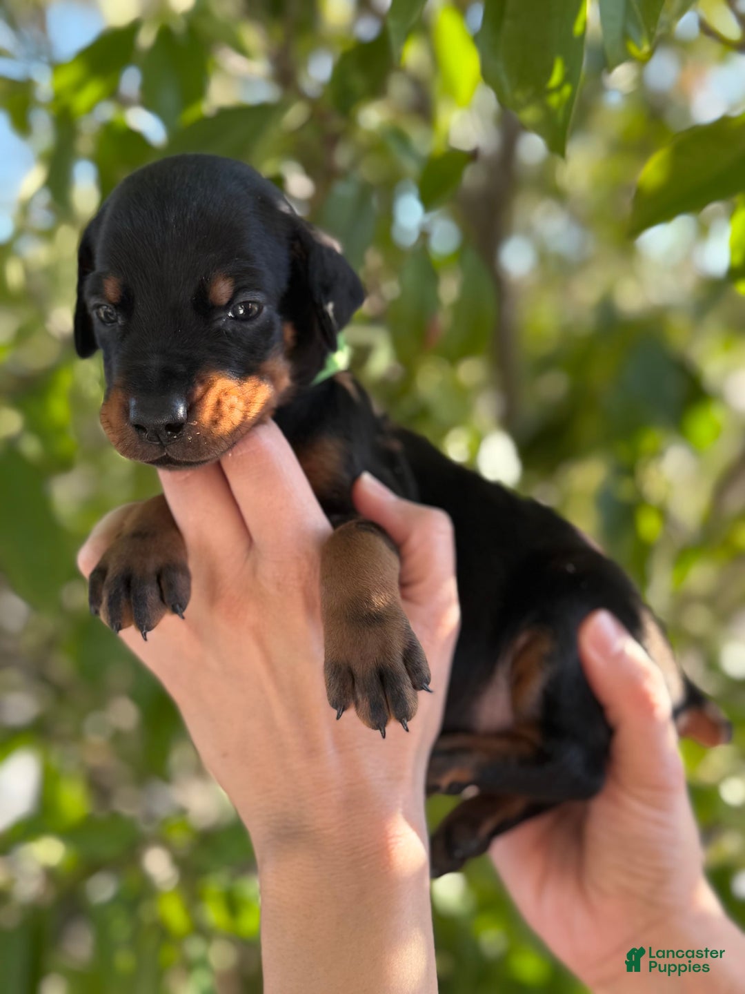 Doberman Pinscher dogs for sale: Green Collar - Image 10