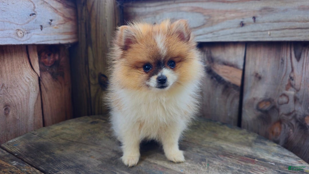 Pomeranian dogs for sale: Penelope - Image 4