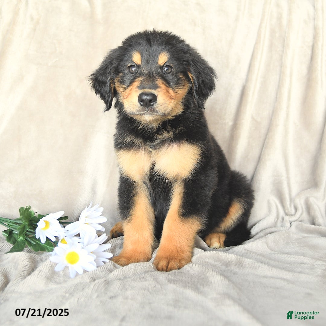 Bernese Mountain Dog dogs for sale: Slater - Image 1