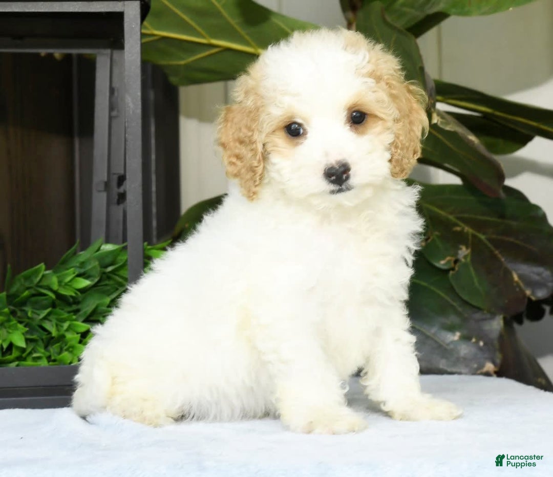 Cavapoo dogs for sale: Uriah - Image 7