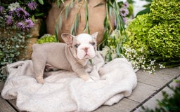 French Bulldog dogs for sale: Legend - Image 1