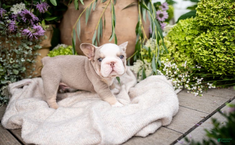 French Bulldog dogs for sale - Ad 5